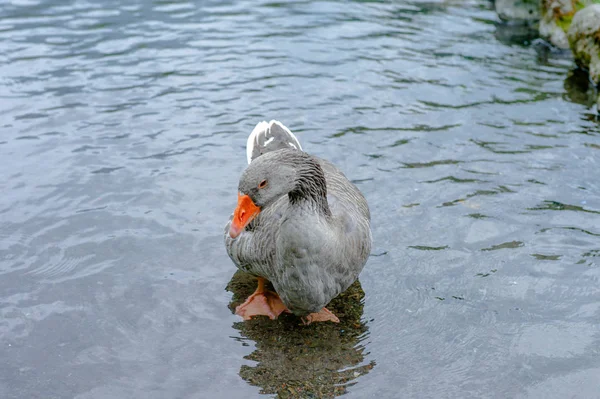 Nasconditi Lago Anatra Grigia Galleggiante Sul Torrente — Foto Stock