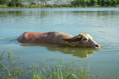 Beyaz bufalo göle çalış. Doğal olarak yüzme Buffalo