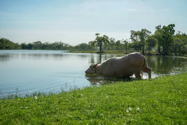 Bílý buvol hraje v jezeře. Buffalo, koupání v přírodě — Stock fotografie