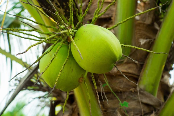 Kelapa Closeup Pohon Pohon Setelah Berair Dengan Latar Belakang Pertanian — Stok Foto