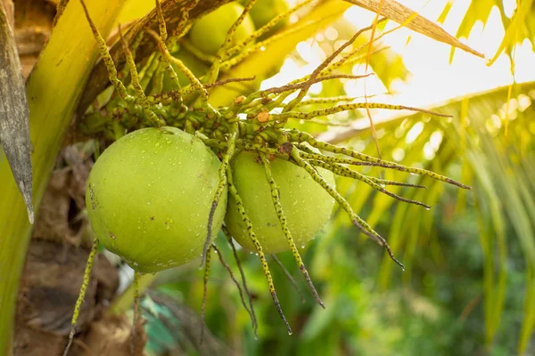 Closeup Wet Coconuts Trees Watering Blurred Farm Background Sunny Day — Stock Photo, Image