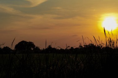 Alacakaranlık gökyüzü siluet peyzaj çim bulanık hareket ile ön planda bırakır