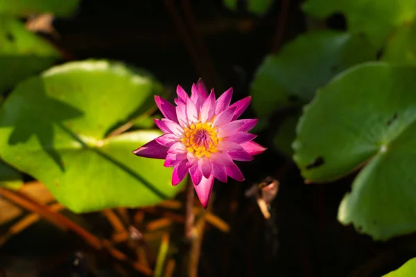 물으로 연못에 로터스 꽃잎에 — 스톡 사진
