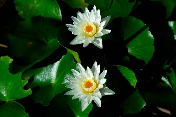 Closeup Çiçek Lotus Gölet Ile Yaprakları Üzerinde Damla — Stok fotoğraf