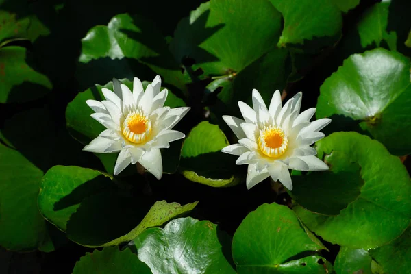 물으로 연못에 로터스 꽃잎에 — 스톡 사진
