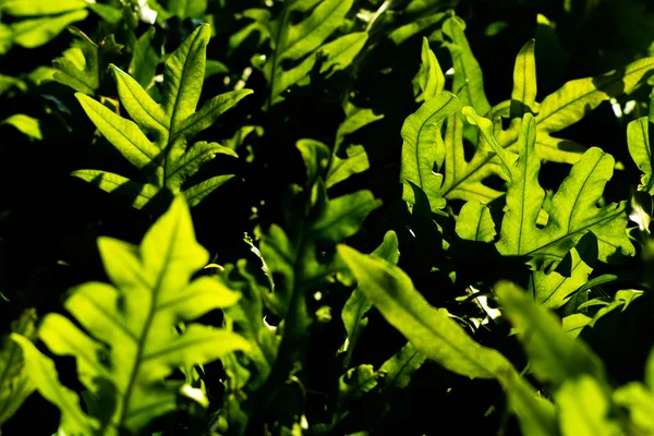 Selektives Fokusbild Von Pflanzenblättern Mit Sonnenlicht Tropischen Garten — Stockfoto
