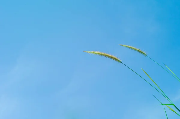 Selective Focus Grass Flowers Blue Sky Background Sunny Day — Stock Photo, Image