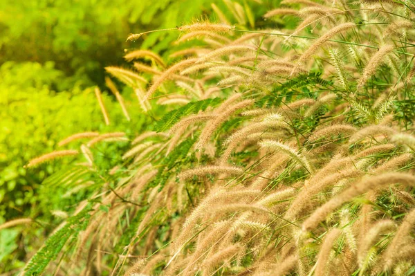 Selective Focus Grass Flowers Sunny Day Processed Vintage Tone — Stock Photo, Image