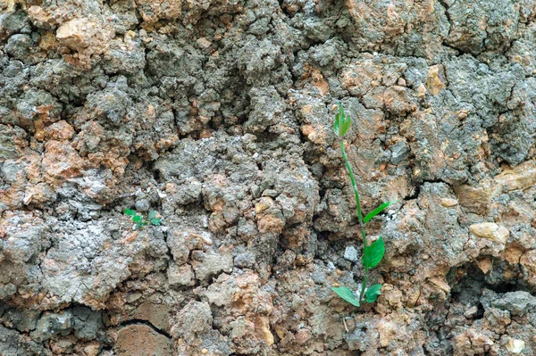 Selective Focus Little Trees Grow Pile Dried Soil — Stock Photo, Image