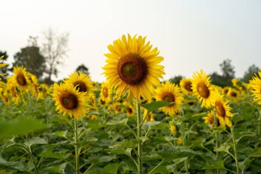 Mavi gökyüzü güneşli bir arka plan ile çiçeği ayçiçeği ekimi alanındaki tarih seçici odak