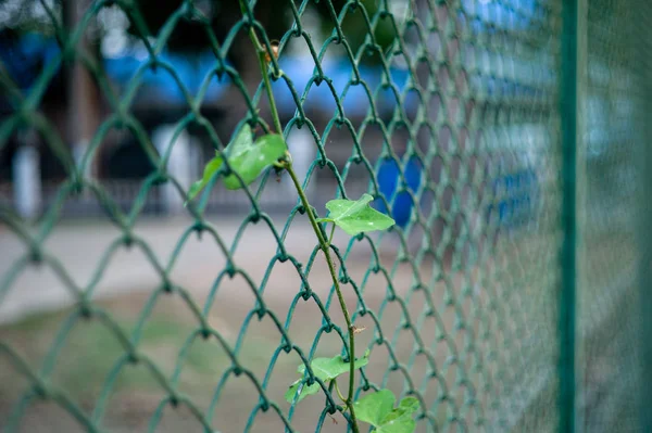 Selective focus on leaf and branch of tree grows and holds on the wire mesh fence with blurred landscape in background