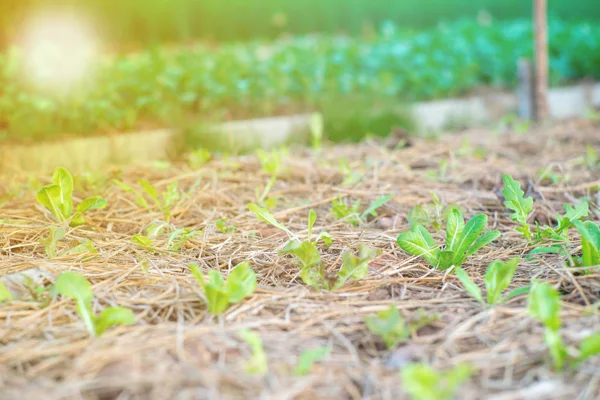 Closeup Little Lettuces Grows Nursery Area Organic Farm Backyard House — Stock Photo, Image