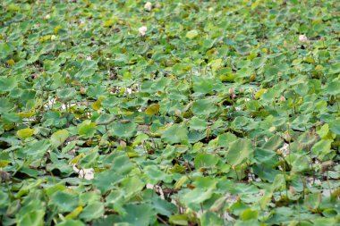 Doğal gölet grupta lotus peyzaj bloom kalabalık ile 