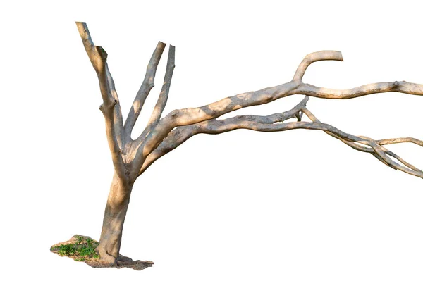 Izolowane streszczenie tła i tekstury starego drzewa w lesie tropikalnym na białym tle — Zdjęcie stockowe