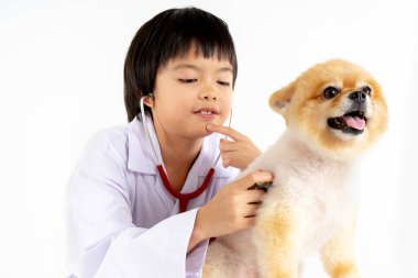 Genç kadın veterinerin izole edilmiş portresi Veteriner kliniğinde Pomeranian köpeğini kontrol ediyor. Beyaz arka planda kız ve köpek yavrusu stüdyo çekim