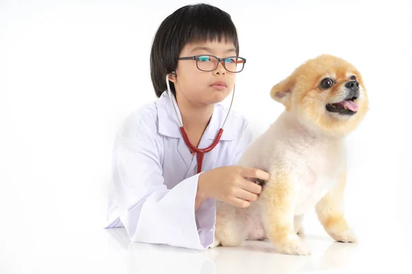 在兽医诊所检查波美兰犬的年轻女兽医的孤立肖像。工作室拍摄的女孩和小狗在白色背景 — 图库照片