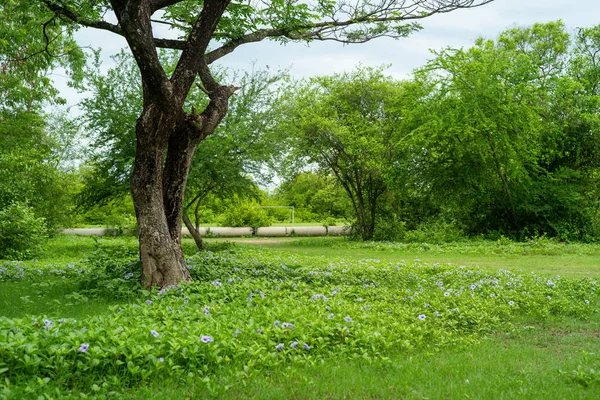 Ландшафтне поле маленьких фіолетових квітів і зелений кущ на відкритому грунті з розмитим старим деревом на фоні — стокове фото