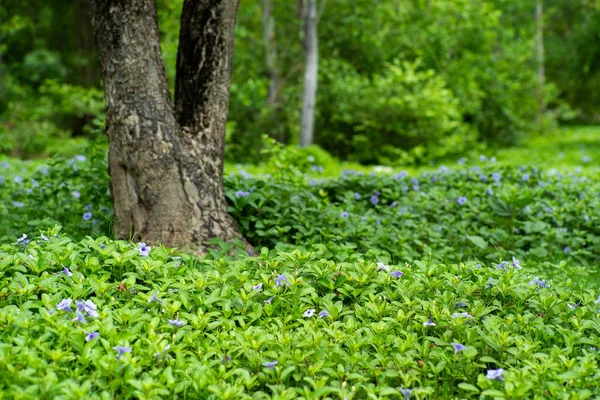 Campo paesaggistico di piccoli fiori di fiori viola e cespuglio verde in terreno esterno con vecchio albero offuscato in background — Foto Stock