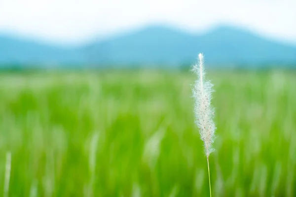 Focus selettivo su erba fiore primo piano con fattoria di riso sfocato e montagna sullo sfondo — Foto Stock