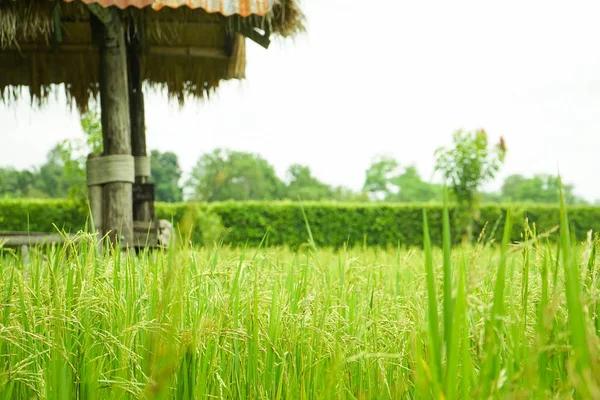 Крупним планом вухо рису в полі з розмитим листом рисового горіха — стокове фото