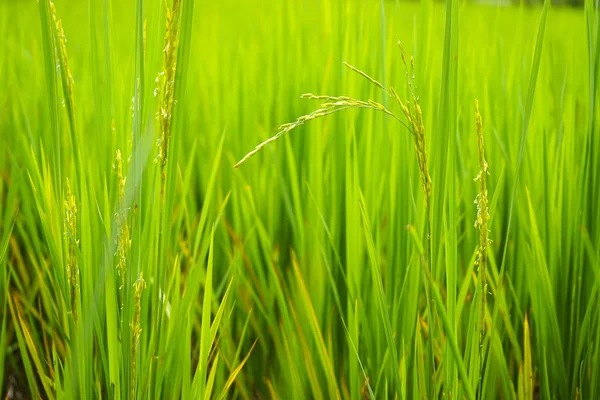 Orelha de arroz no campo com folha borrada de arroz — Fotografia de Stock