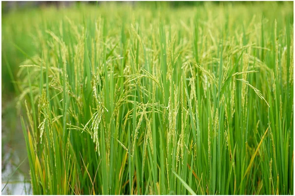 Orecchio di riso in campo con foglia sfocata di riso — Foto Stock
