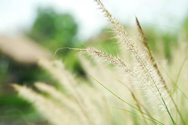 Closeup blossom flowers of thatched grass grow in the wild field — Stock Photo, Image