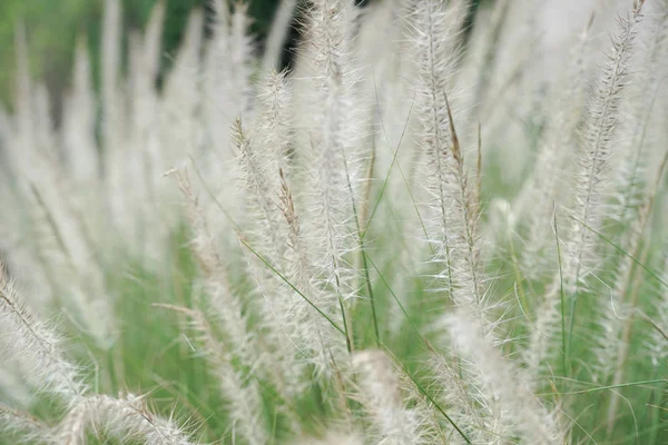 Closeup blossom flowers of thatched grass grow in the wild field — Stock Photo, Image