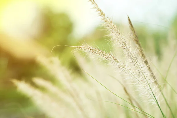 Closeup blossom flowers of thatched grass grow in the wild field — Stock Photo, Image