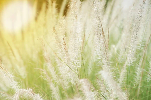 Closeup blossom flowers of thatched grass grow in the wild field — Stock Photo, Image