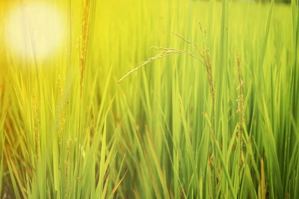 Ear of rice in the field with blurred leaf of rice — Stock Photo, Image