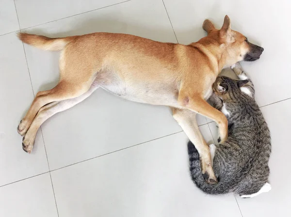 Retrato de vista superior de perro y gato durmiendo juntos en el piso de baldosas — Foto de Stock
