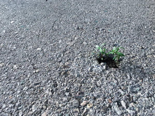 Selective focus on little trees grow in small hole of asphalt street — Stock Photo, Image
