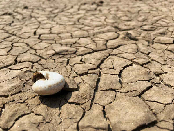 Вибірковий фокус на мушлі мертвої равлика на тріснутій поверхні вивітрюваного грязьового ґрунту в посушливому середовищі . — стокове фото