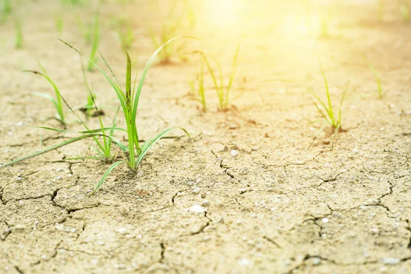 Closeup top view of arid land with defocused grass growing from the ground and orange sunlight in background