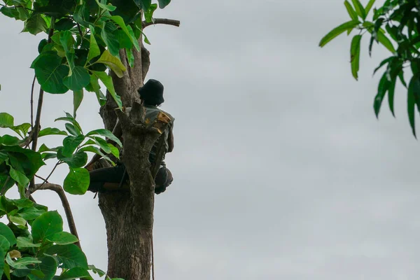 Arborista Retrato Trasero Sube Árbol Alto Sienta Rama Con Fondo —  Fotos de Stock