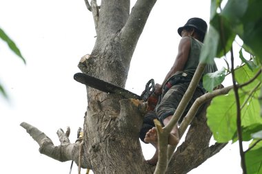 Ağaççı Portriat, açık gökyüzü arkaplanlı elektrikli testereyle ağaca tutunur.