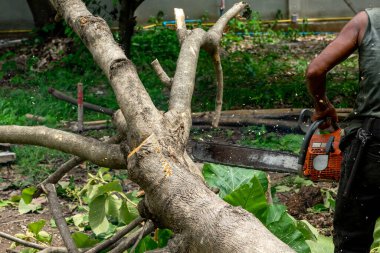 Zincirli testere, testere ile kütüğü kesiyor ve etrafta talaş uçuşuyor..
