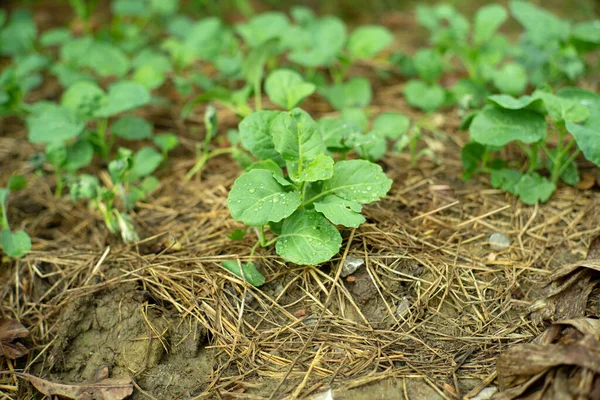 Closeup Young Broccoli Droplets Rain Grows Ground Covered Straw Blurred — Stock Photo, Image