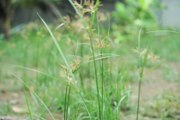 Primi Piani Erba Fiori Crescono Nel Campo Con Sfondo Paesaggio — Foto Stock