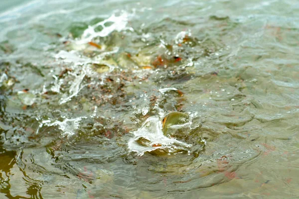 Movimento Turvo Multidão Peixes Carpa Comendo Comida Com Respingo Água — Fotografia de Stock
