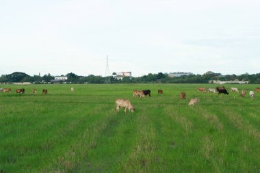 Bir grup inek şehir manzarası olan büyük tarladaki otları yiyor.