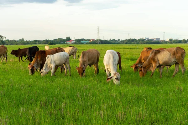 Grupo Vacas Comer Grama Campo Grande Com Fundo Cityscape — Fotografia de Stock