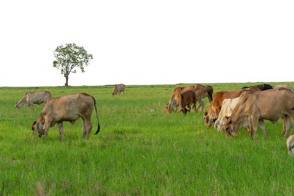 Grupp Kor Äter Gräset Det Stora Fältet Isolerad Vit Bakgrund — Stockfoto
