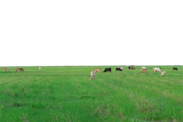 Grupo Vacas Comen Hierba Gran Campo Aislado Sobre Fondo Blanco —  Fotos de Stock