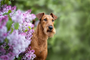 Çiçek açan leylak çalılığında poz veren İrlandalı teriyer köpeği.
