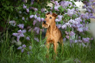 Baharda çiçek açan leylak çalılığında duran İrlanda teriyeri köpeği.