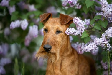 Açık havada çiçek açan leylak renginde poz veren İrlandalı teriyer köpeği.