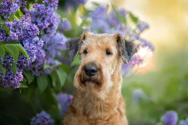İrlandalı teriyer köpeği dışarıda leylakla poz veriyor.