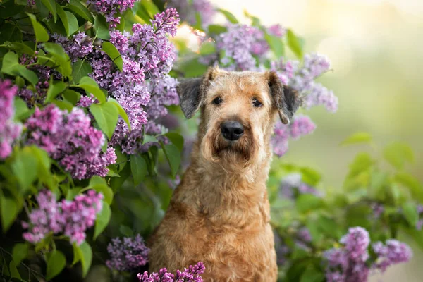 ライラックの花とアイルランドのテリア犬の肖像画屋外 — ストック写真